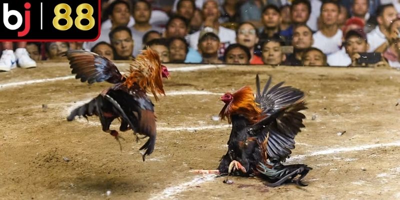 Đá gà cựa dao giàu tính kịch tính